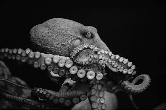 Black and white photo of an octopus