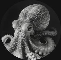 The OCTOPUS team